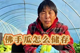 佛手瓜种子保存方法#三农 #佛手瓜 #佛手瓜种植技术和方法 #佛手怎么种植 #三农流量扶持计划 @DOU+上热门 @DOU+小助手 @抖音创作小助手