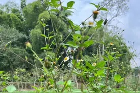 鬼针草 这样做的茶你们喝过没#你的家乡有这种植物吗 #鬼针草 #抖音商城