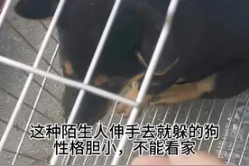 #实战猎犬 #中华田园犬 #土猎狗 #狗狗，想淘好狗必须要知道怎么判断狗的性格，视频中这些缺点就不能挑