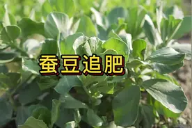 蚕豆如何追肥才能长出更大的豆子视频封面