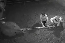 万物皆有灵！90后小夫妻凌晨使用助产器，成功接生小牛犊，牛妈妈亲主人额头表达感谢