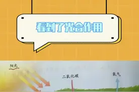 书本里的知识变得具像化起来了#光合作用 #治愈 #植物 #大自然视频封面