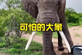 大象到底是温顺还是暴躁的角色#神奇的动物在这里 #野生动物纪录片推荐