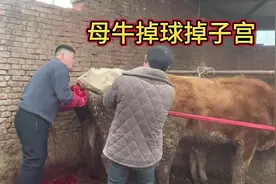 母牛掉子宫掉球#一线兽医工作者 #畜牧兽医 #兽医日常 #万能兽医