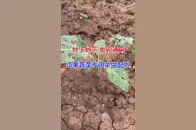瓜果蔬菜，地上地下，虫卵通用，杀虫配方#病虫害防治 #虫害防治 #高氯甲维盐治哪些害虫 #农业种植视频封面
