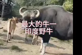 ◎最大的牛是什么？#神奇动物在抖音 #奇妙的动物视频封面