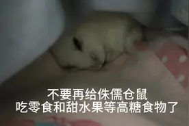 #养鼠日常分享 #侏儒仓鼠 #仓鼠糖尿病  仓鼠难受不会说话