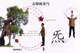 树木放出的气体作用，于，人体，从而疏，通经，络调，节脏，腑阴