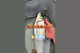 很多人都说它难吃，到底是大家被网络带偏了，还是本身它就难吃，探寻红尾最佳吃法《第一期》清蒸篇#钓鱼#钓鱼人就是这么疯狂 #红尾 #青尾#春天钓鱼