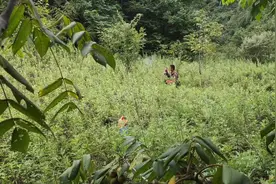 包大师的杰作！#记录农村生活大山里的生活 #大自然的馈赠视频封面