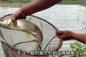 赤眼鳟，也叫红眼鱼是广西鱼生的精品#科普知识 #淡水鱼 #鱼生