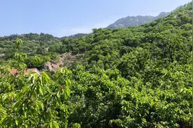 徂徕山下樱桃园视频封面