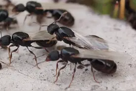 蚂蚁结婚叫"婚飞"，是有权恋爱的蚂蚁们最青春快乐的时光，翅膀为爱情而生。 蚂蚁有翅膀这个时段叫"婚飞"。顾名思义，"婚飞"就是飞翔结婚哈，也就是飞行旅游结婚。就像梁山伯和祝英台一样，翩翩起舞在花丛树枝中，卿卿我我。 但这些婚飞的蚂蚁会在空中交尾，播下爱情的种子。交尾是什么？就是那个啦，你懂的。#手机摄影 #微距#华为手机 #蚂蚁 #蚂蚁结婚 #手机微距
