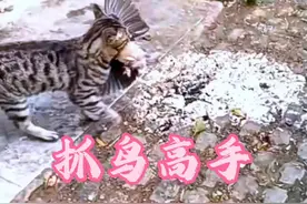 这猫抓鸟的技术，真是你说第二，没人敢说第一呀！#猫咪 #狸花猫 #这猫一看就是练家子 #野生动物 #鸟类视频封面