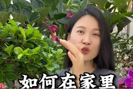 如何在家里养好榕树盆景#花卉绿植#榕树#养花视频封面