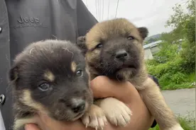 狗妈妈一开始不让玩小狗，拿出火腿肠瞬间变脸了！#中华田园犬视频封面