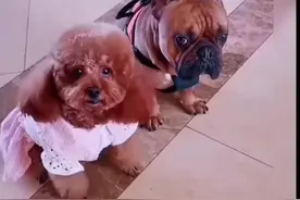 狗子成精#狗狗的心思都写在脸上了 #狗 #狗子 #狗子成精了 #狗狗