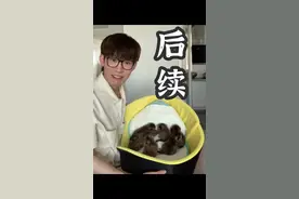 捡回怀孕猫后续！一个举动挽救了八条生命 #流浪猫救助视频封面