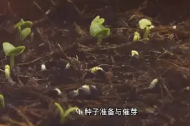 中药材白术种植基本方法视频封面