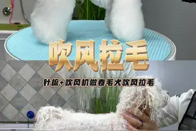 适用洗澡后各类卷毛犬的吹风拉毛教程（例如：泰迪、比熊、雪纳瑞、巨贵等） 使用工具： 1、针梳 2、恒温吹风机 3、小面梳  #抖in萌宠计划 #新手养狗  #狗洗澡 #宠物美容学校 #宠物拉毛
