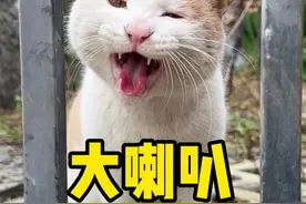 这猫怎么一直响啊！ #橘猫 #流浪猫 #田园猫 #社会猫 #万物可爱计划视频封面