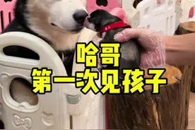 接近12个小时的生产，体力已经透支，最终生下七个漂亮的宝宝！ #哈士奇 #萌宠出道计划 #二哈视频封面
