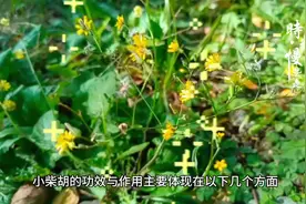 小柴胡的功效作用视频封面