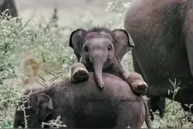 大象小时候原来是个毛头小子呀！