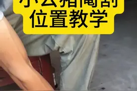 小公猪敲猪位置教学 #劁猪 #畜牧兽医