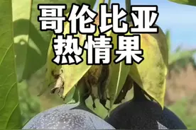 哥伦比亚热情果中文正式名叫甜百香果，为啥这么好吃的果子我国没有大面积种植？#植物科普 #一日一植物 #百香果