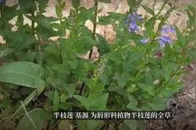 半枝莲的作用与功效视频封面