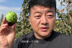 有多少人喜欢吃牛油果？云南的哈斯牛油果，口感丝滑很香#牛油果
