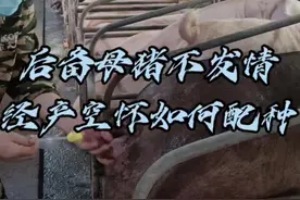 后备母猪不发情经产空怀如何配种#科学养猪#农村人养猪#养猪技术经验分享#懂猪啊滕哥#dou上热门@DOU+小助手