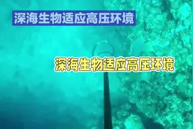 深海里的生物为什么能承受那么大的水压？
