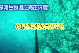 深海里的生物为什么能承受那么大的水压？视频封面