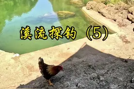 这么美的环境当中溪流垂钓，我已经呆了第四天了！这不，小伙伴听到我做好吃的，100公里当天到、更夸张的就是，广东钓友居然也在路上了，那么客气啥，结伴而行，钓呗！@中逵创始人 @圆天才  游钓江湖 @荒野小新🎣  #2024dou来钓鱼 #溪流钓 #双11在抖音商城买什么 #双11居家好物囤货攻略 #中逵小师达视频封面