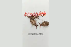 中国最贵的牛。#支持三农扶持三农发展 #记录大山里的农村生活 #中药材 #科普一下 #金沙牛。