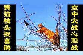 黄猫枝头捉喜鹊，空中交战胆战心惊，喜鹊艺高人胆大一动不动