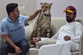人类是不是真的干不过野兽？人类真实战斗力如何？ #两脚兽 #猎豹 #科普