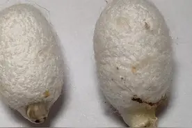 一直以为蚕是自己咬破茧子出来的，这次终于看清楚了，是它的嘴巴分泌液体把蚕茧融一个洞，然后慢慢爬出来的。这是一只雄蚕蛾和一只雌蚕蛾，雄蚕蛾体型较小，破茧相对容易一些，茧子也相对干净，雌蚕蛾体型较大，破茧比较困难，钻出茧子后会分泌褐色液体茧子看起来就比较脏。#奇妙的动物 #养蚕日记 #破茧成蝶 #蚕蛹化蝶全过程 #生命的力量