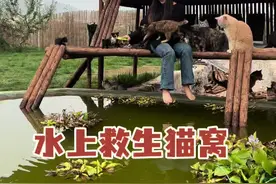 全部流浪猫迁移到新地方后给它们做的第一个猫窝“临水救生猫窝 #诚实一口蛋白超人#诚实一口4199拆蛋专家