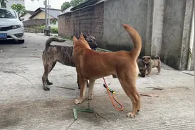 #喜欢中华田园犬请关注 #虎斑犬 黄狗白面配虎斑母