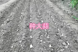 大蒜的种植时间和方法，跟我一起认认真真种大蒜#我的小菜园