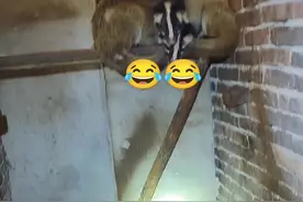 #果子狸养殖视频封面