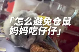如何避免仓鼠妈妈吃掉仔仔？#金丝熊 #养鼠日常分享 #仓鼠视频封面