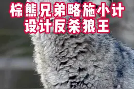 棕熊兄弟略施小计 设计反杀狼王 #棕熊 #神奇动物在抖音 #野生动物 #动物世界 #奇妙的动物视频封面