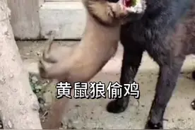 黄鼠狼半夜偷鸡 #看动物世界品百味人生 #野生动物零距离视频封面