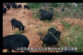 #上热门  山河乌金猪，养殖业的分红盘，已经出现问题了