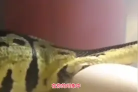 #蛇🐍 #爬宠 #神奇动物在抖音  见过大蛇生小蛇吗？视频封面