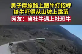 男子摩旅路上跟牛打招呼 给牛吓得从山坡上跳落 网友：当社牛遇上社恐牛@邬C滴C视频封面